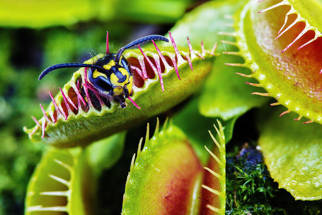 As Plantas Que “Comem” Animais: Carnívoras