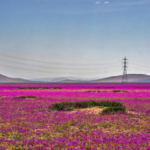 Os Desertos Que Florescem: Milagres da Natureza no Atacama