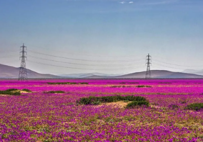 Os Desertos Que Florescem: Milagres da Natureza no Atacama