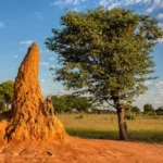 As Estruturas Gigantes dos Montes de Termitas